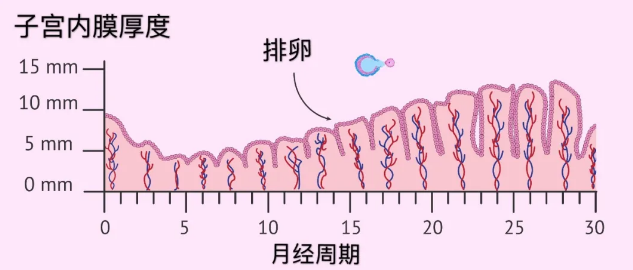 欣生命阿胶参肽